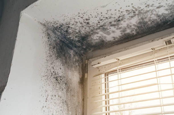 Affordable Mold Remediation solutions in Haddon Heights, NJ